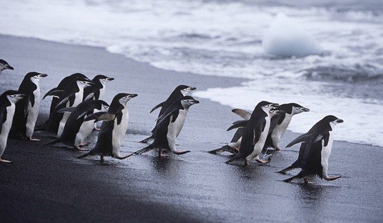 Pingüinos en las aguas de Isla Decepción en Shetland del Sur