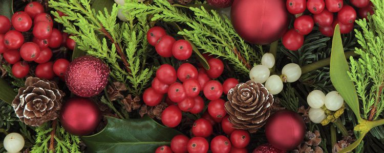 Planta de color verde oscuro que impera en la festividad de Navidad