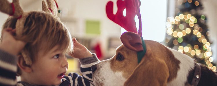 Nuestras mascotas también celebran la Navidad como el resto de la familia