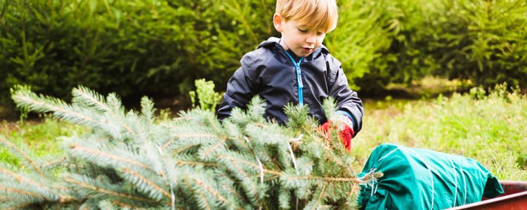 Al contrario de lo que la gente piensa, los árboles de Navidad naturales son mejores que los sintéticos