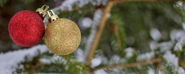 Si tenemos un jardín podemos replantarlo una vez terminada la Navidad