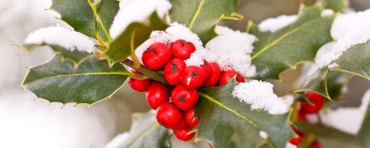 El acebo es una de las plantas más típicas de Navidad