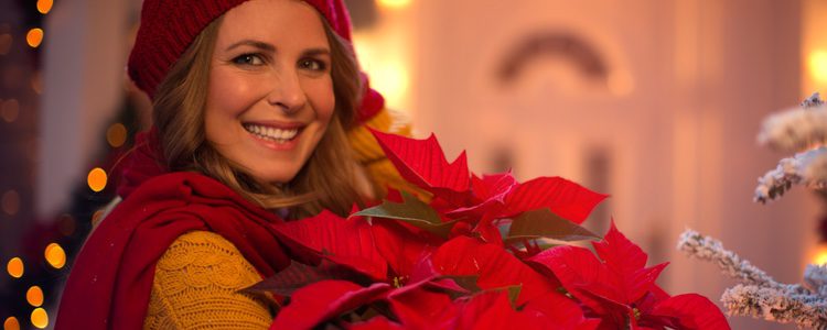 La flor de Pascua es la más habitual y una de las más bonitas como decoración