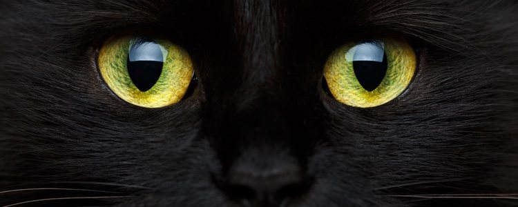 Existen supersticiones como la fecha de nacimiento de algún familiar o pasar el boleto por el lomo de un gato negro