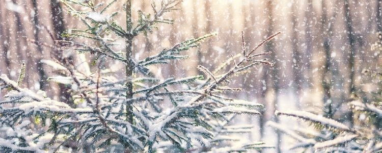 Los árboles blancos generando el efecto de la nieve no deberán recargarse en la decoración