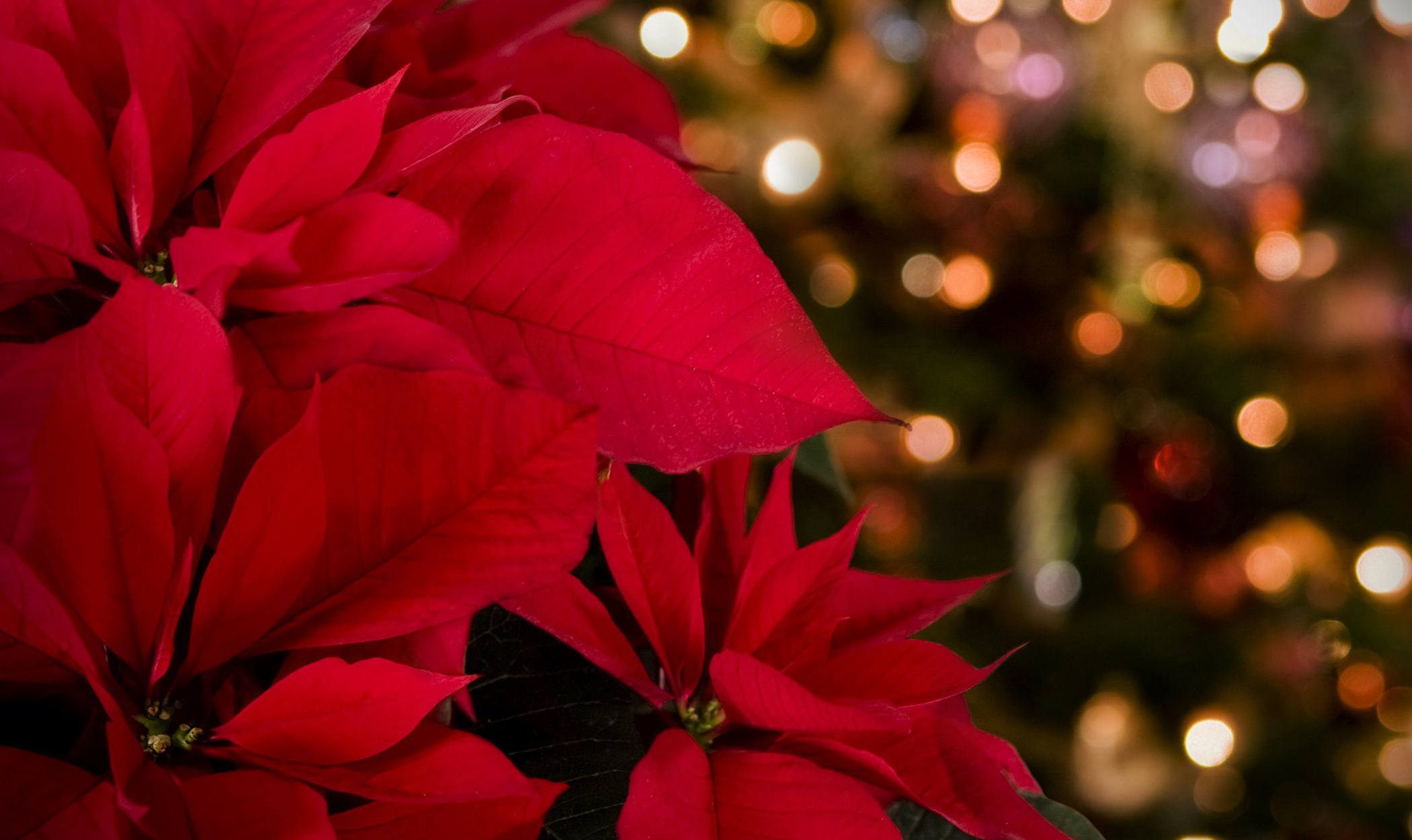 Plantas típicas de Navidad