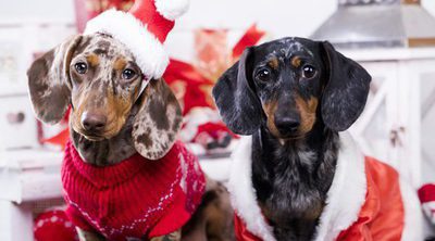 Jerseys de Navidad para perros